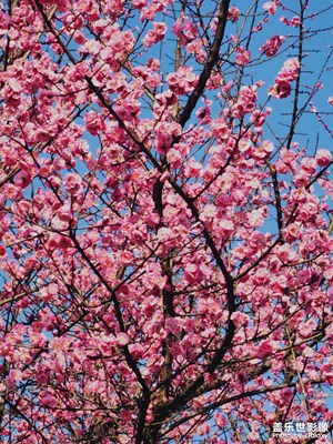 【雕刻時(shí)光】春