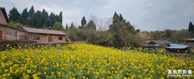 【雕刻時(shí)光】+ 龍年油菜花開了