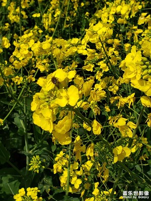 【雕刻時(shí)光】花海