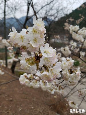 【雕刻時(shí)光】櫻桃花
