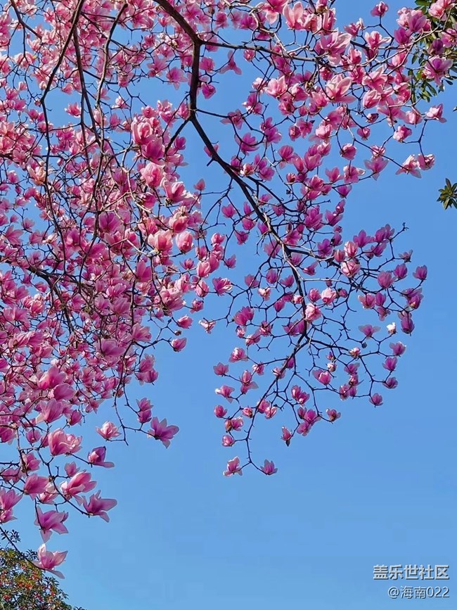 #初春时节——花开茂盛