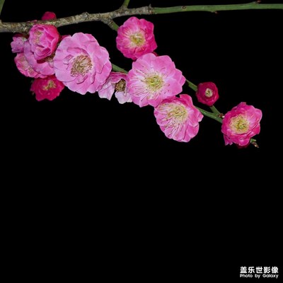 初春 旖旎 繁花似錦