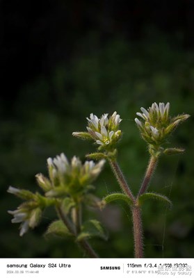 其實，24U也可以有長焦微距