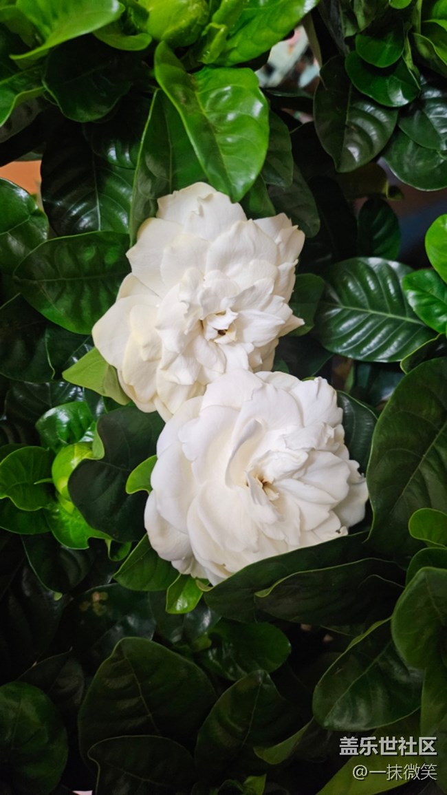 【春暖花開】+梔子花開