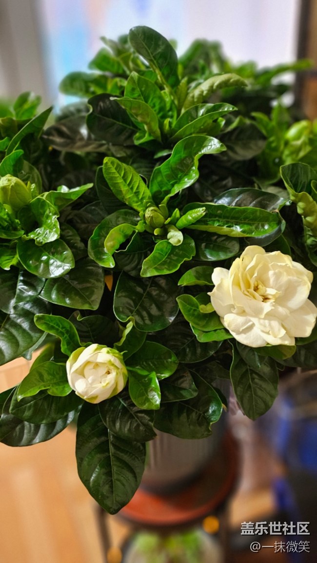 【春暖花開】+梔子花開