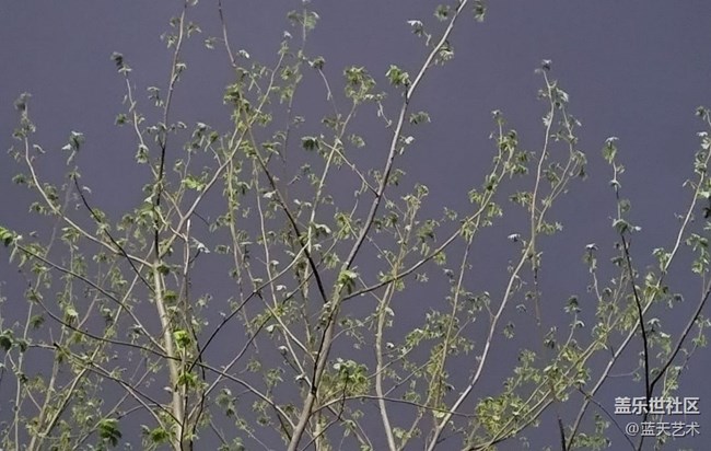 【春和景明】發(fā)芽