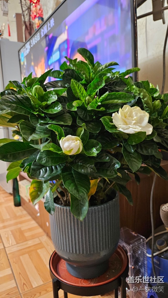 【春暖花開】+梔子花開