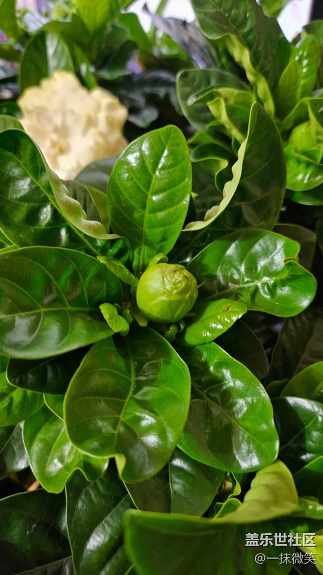 【春暖花開】+梔子花開