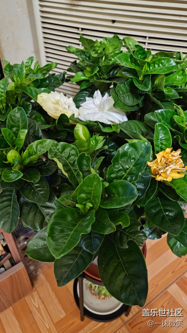 【春暖花開】+梔子花開