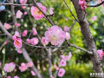 【雕刻時(shí)光】+ 春日小花