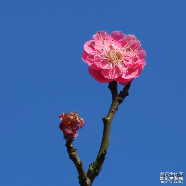 精品大咖秀 第三十五期：龍?zhí)ь^