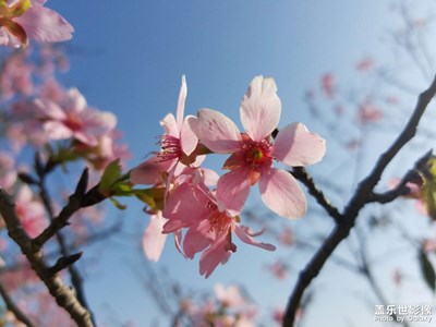 春天的櫻花開了