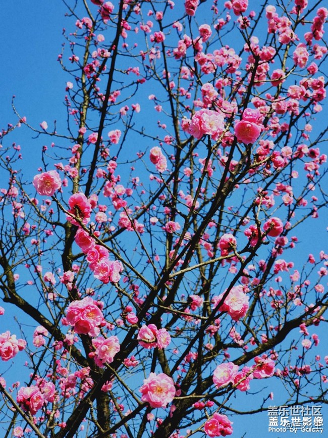 精品大咖秀 第三十五期：龍?zhí)ь^