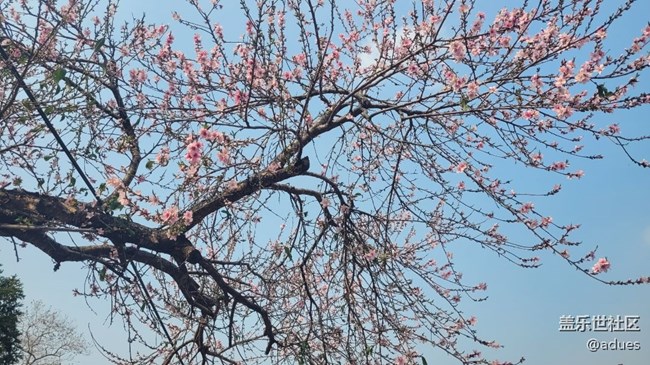 【春和景明】桃花盛开