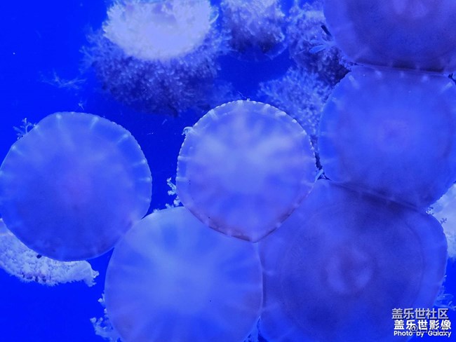 精品大咖秀 第三十五期：龍?zhí)ь^