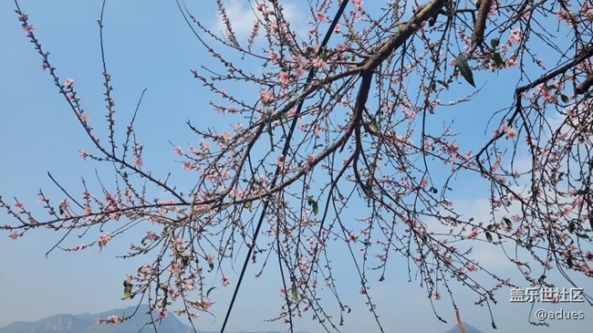 【春和景明】桃花盛开