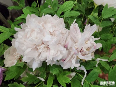 武漢植物園春游