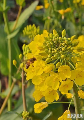 【雕刻時光】+小蜜蜂采蜜忙
