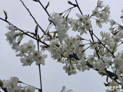 【雕刻時(shí)光】+繁花開