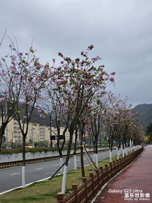 【三月芳菲】+踏青
