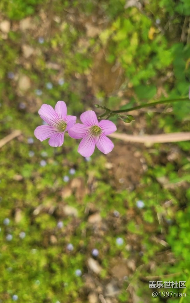 #初春時節(jié)——小野花