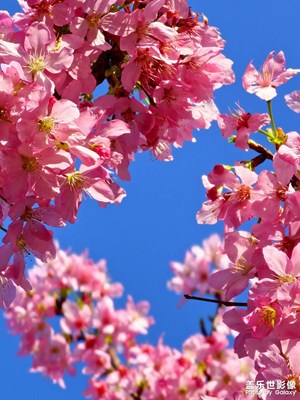 【三月芳菲】花滿天