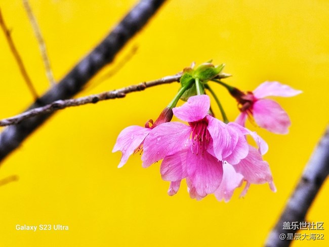 【萬物復(fù)蘇的春天】+櫻花怒放