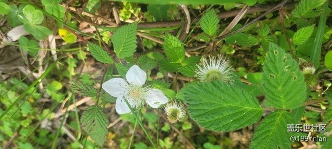 #初春時節(jié)——小野花