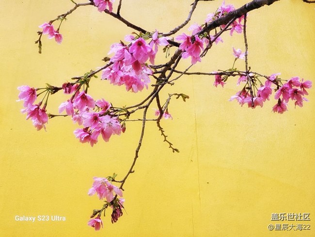 【萬物復(fù)蘇的春天】+櫻花怒放