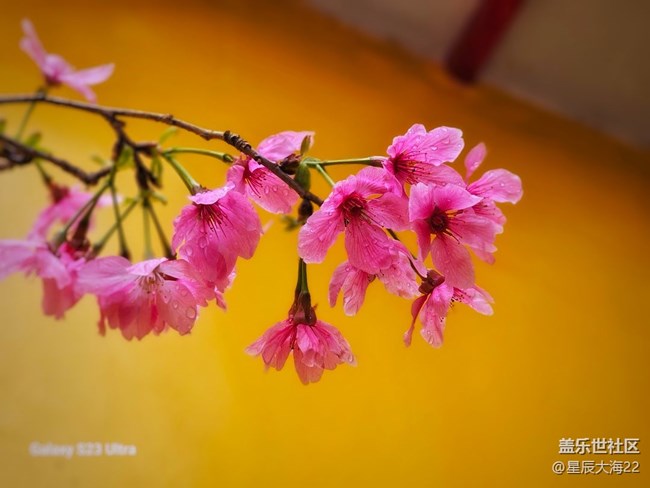 【萬物復(fù)蘇的春天】+櫻花怒放