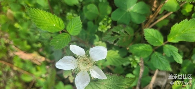 #初春時節(jié)——小野花