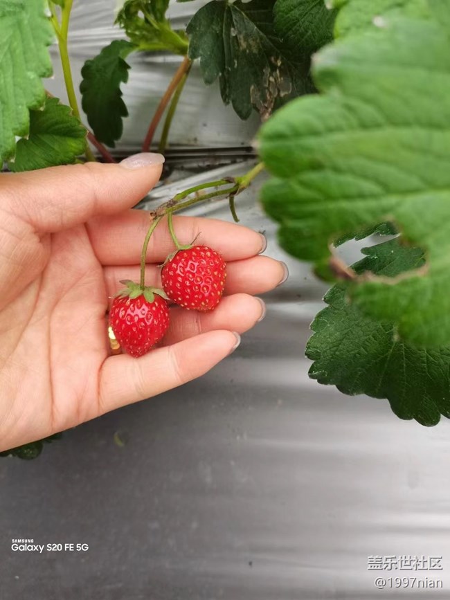 【迎接美好】采摘草莓