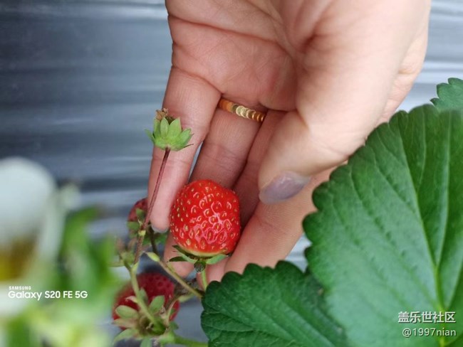 【迎接美好】采摘草莓