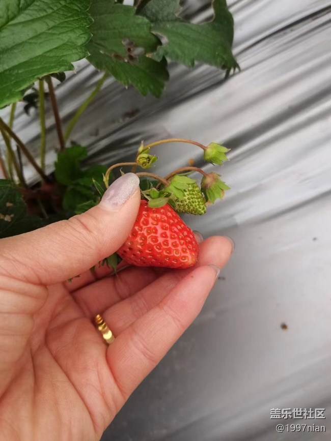 【迎接美好】采摘草莓
