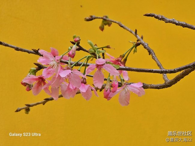 【萬物復(fù)蘇的春天】+櫻花怒放