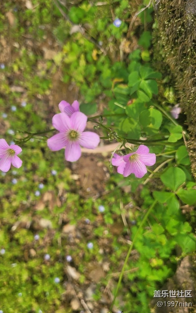 #初春時節(jié)——小野花