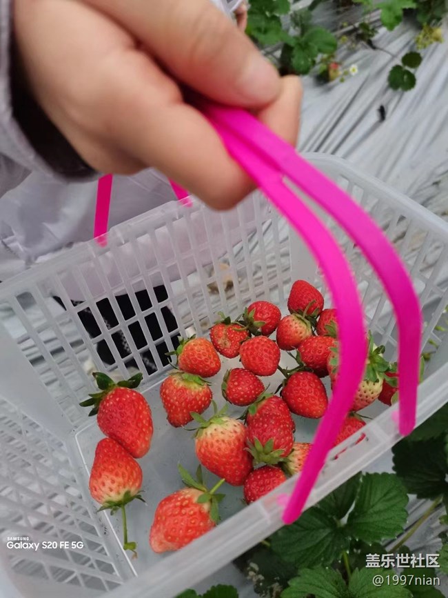【迎接美好】采摘草莓