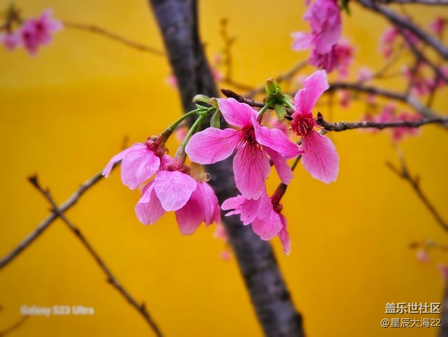 【萬物復(fù)蘇的春天】+櫻花怒放