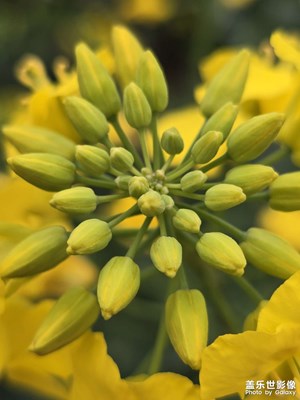 【三月芳菲】+踏青