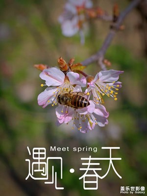 【三月芳菲】+遇見春天