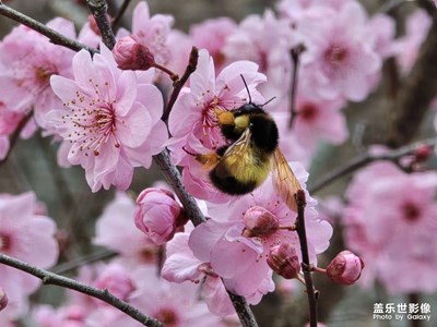 【三月芳菲】竹外桃花三兩枝