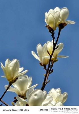 【三月芳菲】+白玉蘭花開