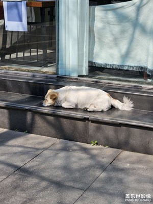 【三月芳菲】曬太陽的??