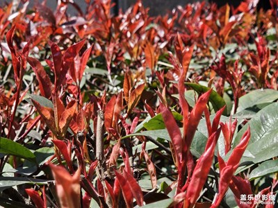 【三月芳菲】+三月暖陽