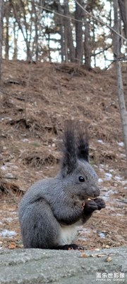 【三月芳菲】+隨手拍