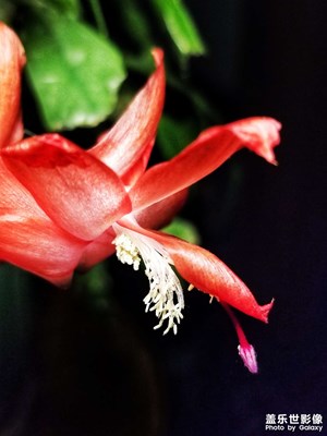 【三月芳菲】+春暖花開