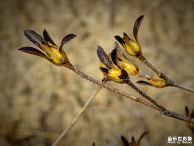 【三月芳菲】萬(wàn)物復(fù)蘇！