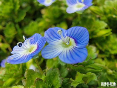 【三月芳菲】+花開