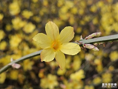 【三月芳菲】迎春花開早