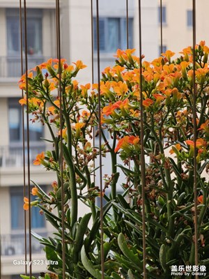 【三月芳菲】春暖花香